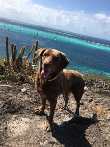 chloe the dog on shore having a walk in tobago cays - caribbean - with the blue cays behind her in the background