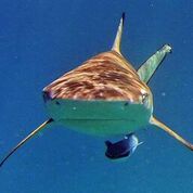 a grey shark swimming straight for the camera with black tips on its fins in a blue sea