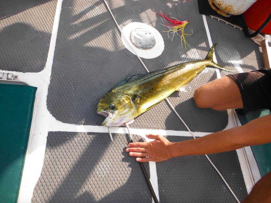 Golden coloured fish on the deck on a yacht.